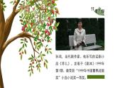 初中語文部編版九年級(jí)下冊(cè)-19.棗兒課件+教案