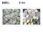 统编版七年级语文下册-15 驿路梨花  课件