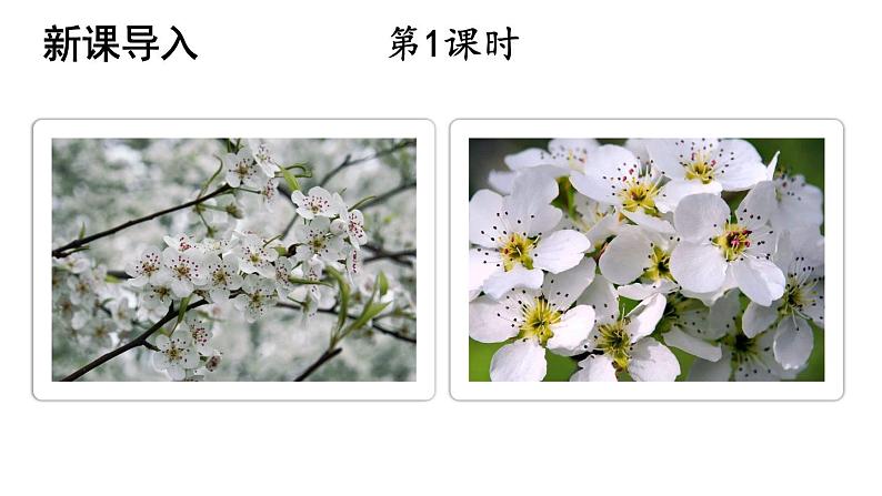 统编版七年级语文下册-15 驿路梨花  课件02