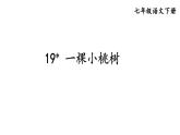 统编版七年级语文下册-19 一棵小桃树  课件