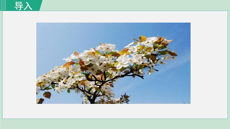 15. 驿路梨花 第1课时第3页