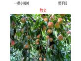 统编版七年级下第19课《一棵小桃树》课件.pptx统编版七年级下第19课《一棵小桃树》课件(1)