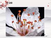 15《驿路梨花》课件