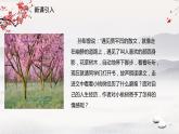 19《一棵小桃树》课件