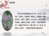 19《一棵小桃树》课件