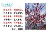 第19课《一棵小桃树》课件-2023-2024学年统编版语文七年级下册