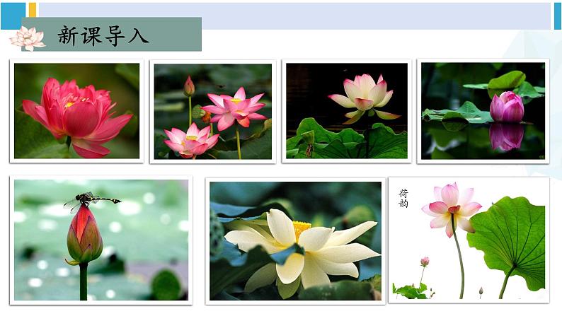 统编版七年级语文下册 17 短文两篇【第二课时】（课件）第3页