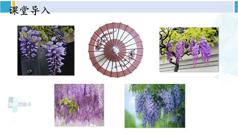 统编版七年级语文下册 18 紫藤萝瀑布【第一课时】（课件）第2页