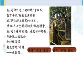 统编版九年级语文下册  1 祖国啊，我亲爱的祖国【第二课时】（课件）