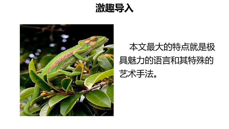 变色龙PPT课件5第2页