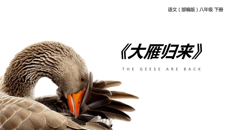 大雁归来PPT课件2第1页