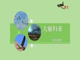 大雁归来PPT课件1