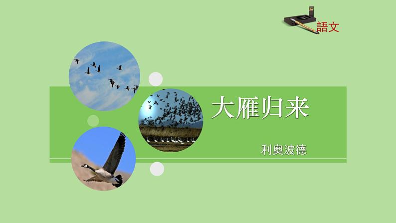 大雁归来PPT课件1第1页