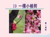 2024春七年级语文下册第5单元19一棵小桃树第1课时教学课件（部编版）