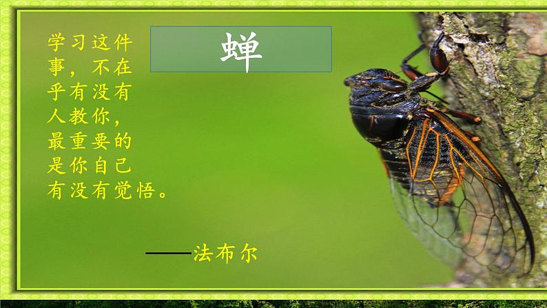 部编版语文八年级上20课《蝉》PPT课件01