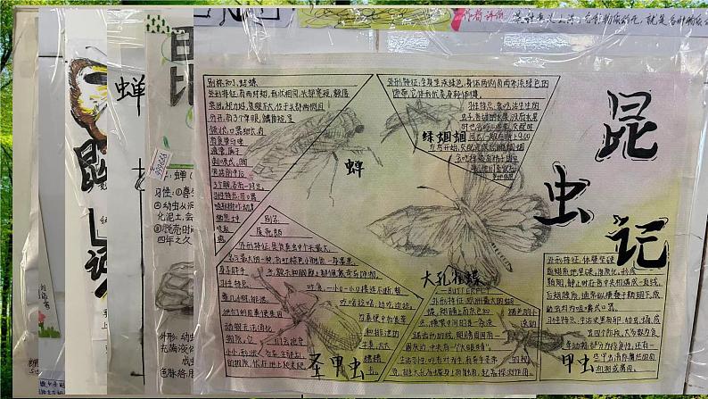 部编版语文八年级上20课《蝉》PPT课件02