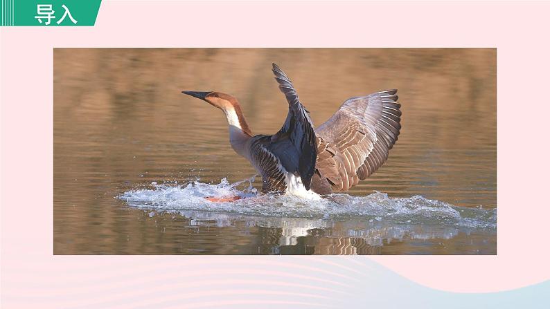 2024春八年级语文下册第2单元7大雁归来第1课时教学课件（部编版）01