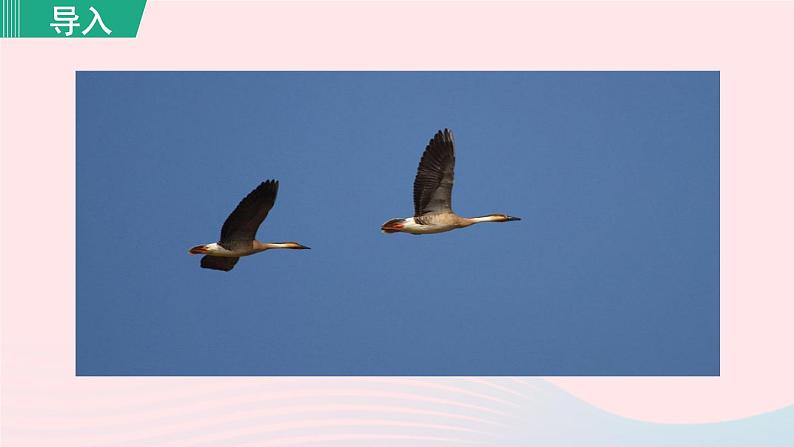 2024春八年级语文下册第2单元7大雁归来第1课时教学课件（部编版）02