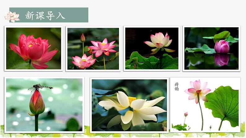 统编版语文七年级下册 17 短文两篇【第二课时】课件第3页