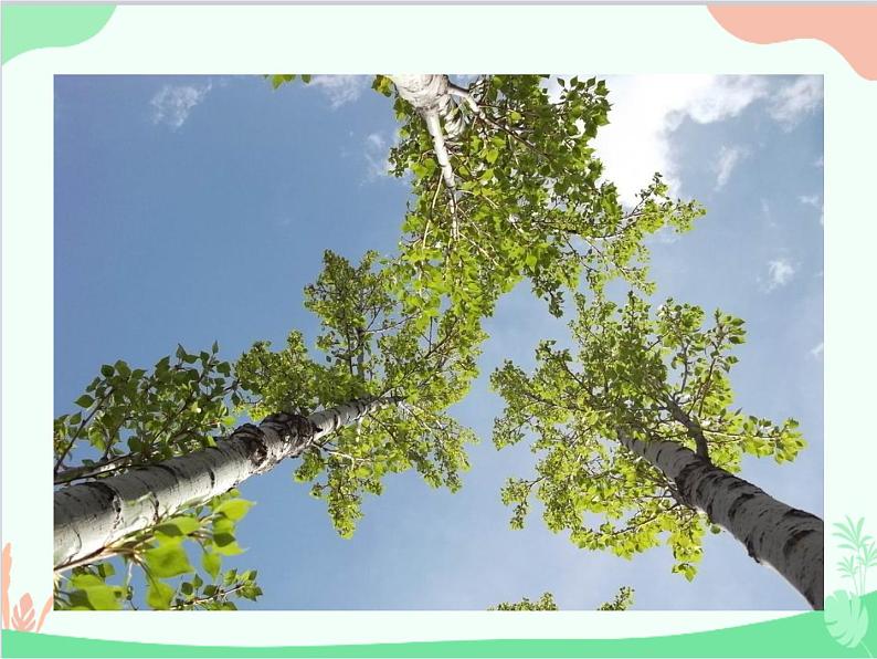 统编版语文八年级上册 15 白杨礼赞课件04