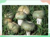 统编版语文八年级上册 17 昆明的雨课件