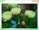 统编版语文八年级上册 17 昆明的雨课件