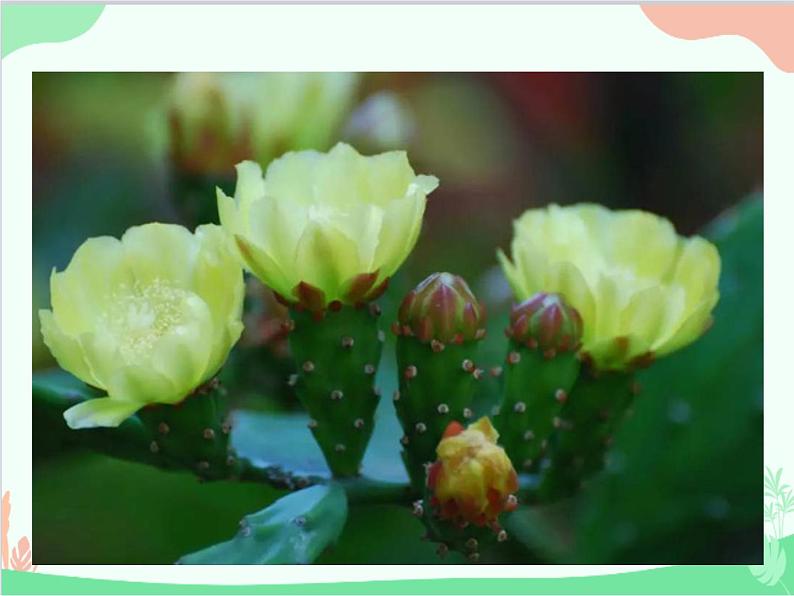 统编版语文八年级上册 17 昆明的雨课件第5页