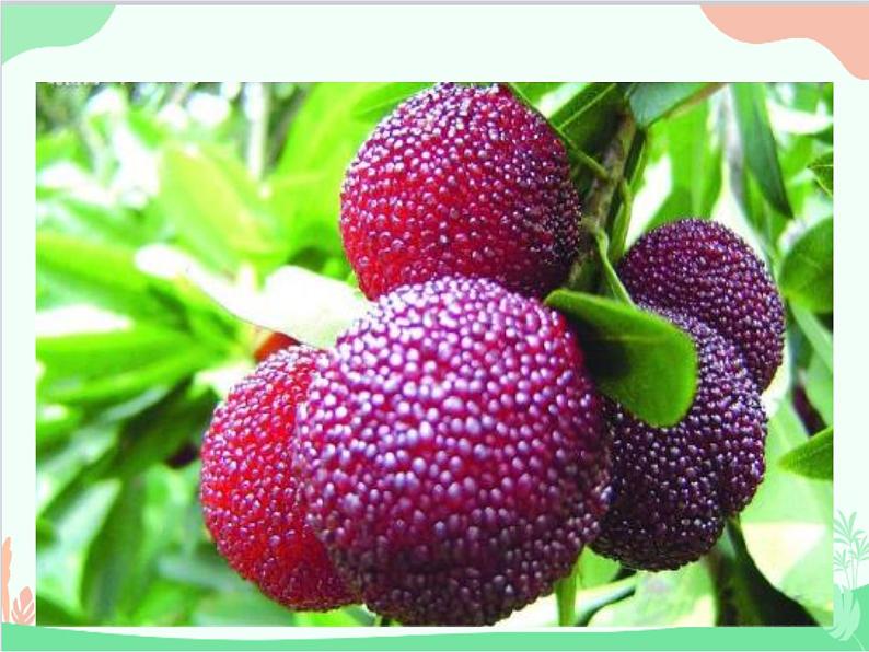 统编版语文八年级上册 17 昆明的雨课件第6页