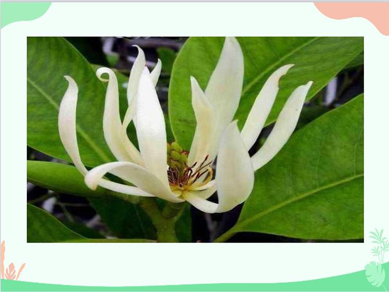 统编版语文八年级上册 17 昆明的雨课件第7页