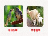 綜合性學(xué)習(xí) 孝親敬老，從我做起（（課件）七年級下冊語文2023-2024學(xué)年 部編版