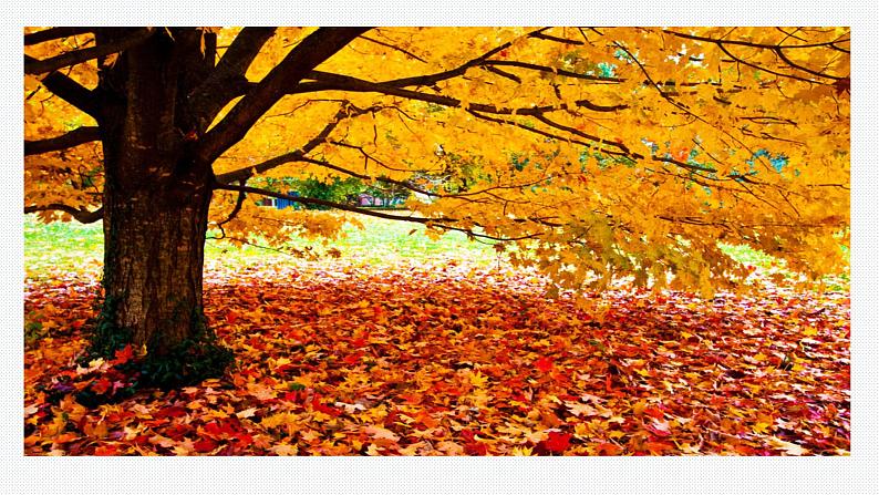 第5课《秋天的怀念》课件+2023—2024学年统编版语文七年级上册02