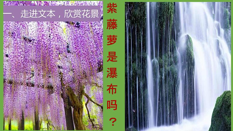 七年级语文下册《紫藤萝瀑布》同课异构教学课件第5页