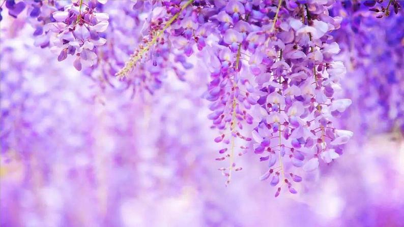 七年级语文下册《紫藤萝瀑布》同课异构教学课件第6页