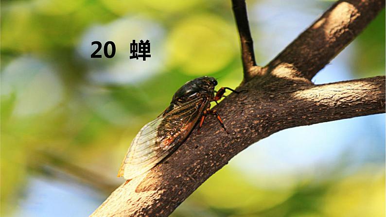 统编版语文八年级上册 21《蝉》课件02