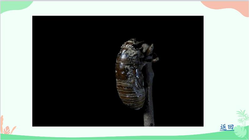 统编版语文八年级上册 21《蝉》课件08