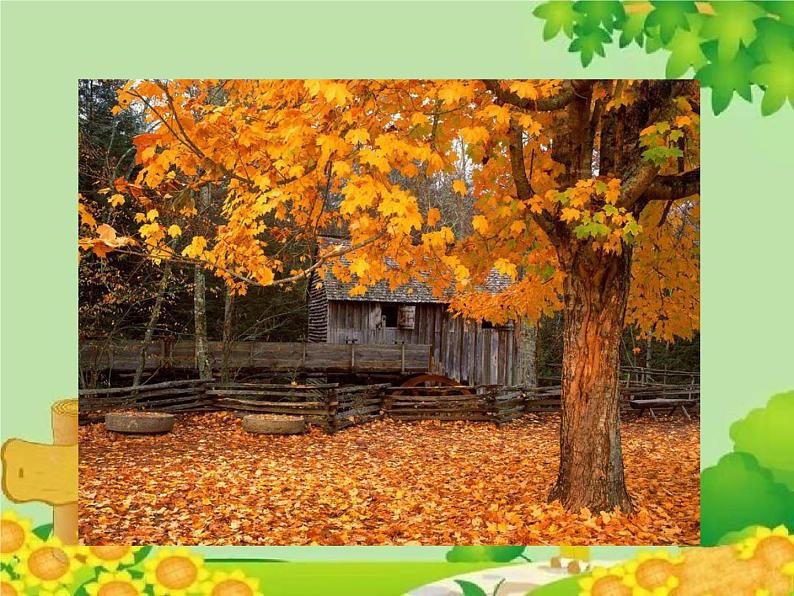 统编版语文八年级下册  5.大自然的语言 课件第4页