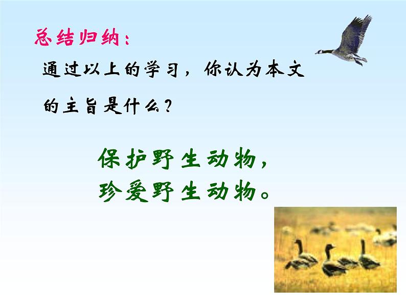 （教案课件 ）人教版八年级下册语文同步教案：7《大雁归来》第8页