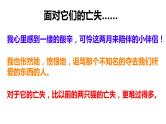 16 《猫》郑振铎 课件