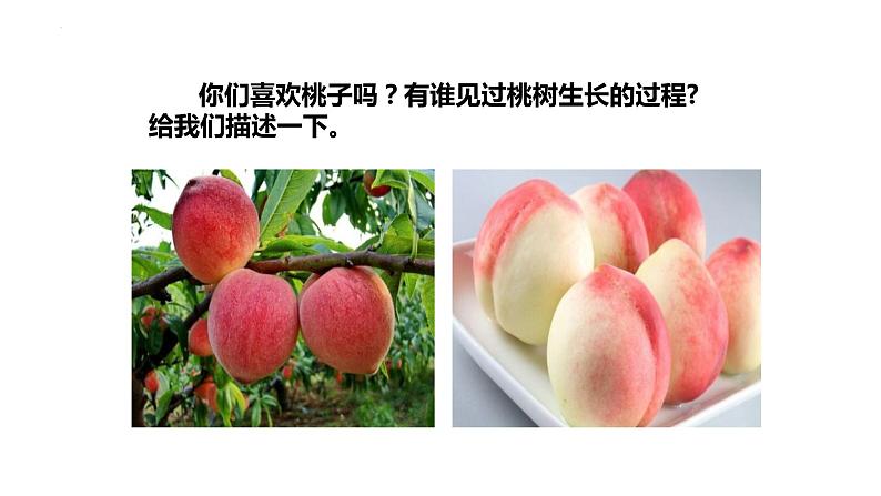 第19课《一颗小桃树》课件+2023—2024学年统编版语文七年级下册第2页