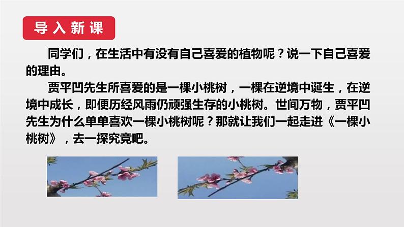 人教版语文七年级下册 一颗小桃树PPT课件6第2页