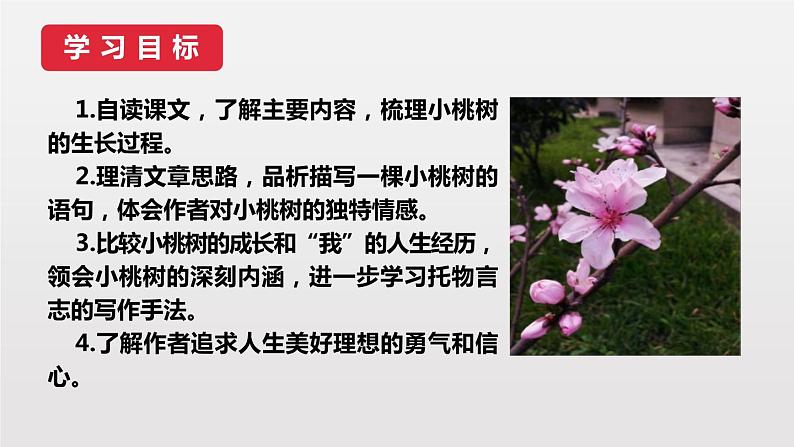 人教版语文七年级下册 一颗小桃树PPT课件6第3页