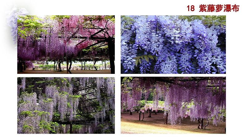 部编版语文18《紫藤萝瀑布》PPT课件第1页