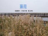 蒹葭   课件 初中语文人教版八年级下册