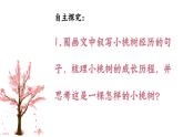 第19课《一棵小桃树》课件-2023-2024学年统编版语文七年级下册