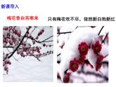 八下語文第六單元《課外古詩詞之詠梅》同步課件
