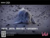 2024-2025学年部编版八年级语文下《倡导低碳生活》综合性学习课件