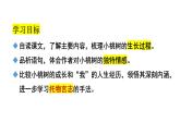 第19课《一棵小桃树》课件2023—2024学年统编版语文七年级下册