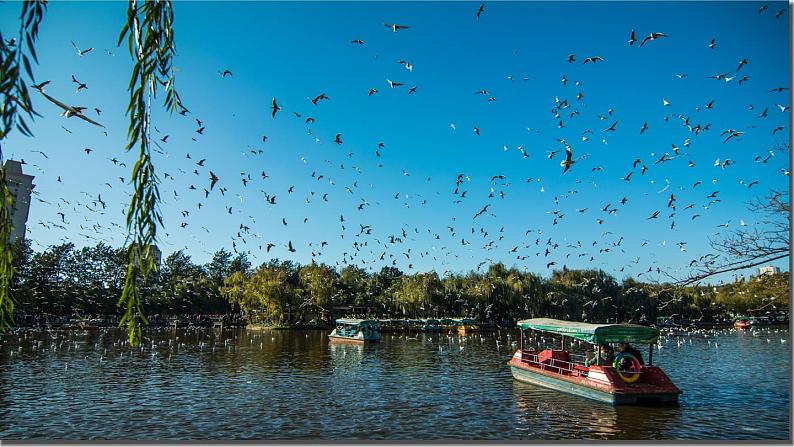 部编语文8年级上册 第4单元 17 昆明的雨 PPT课件05