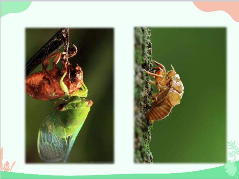 统编版语文八年级上册 20 蝉课件02