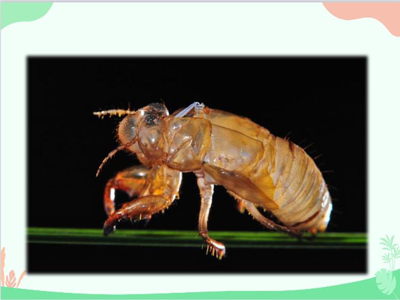 统编版语文八年级上册 20 蝉课件03